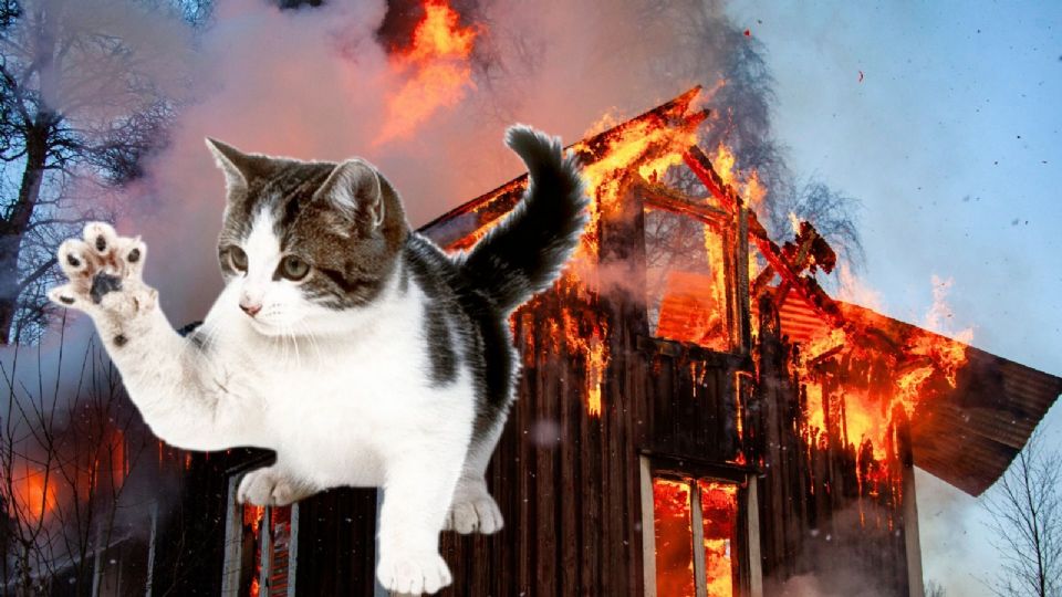 La historia de estos gatos rescatados es un testimonio de profesionalismo y compasión frente a la tragedia.