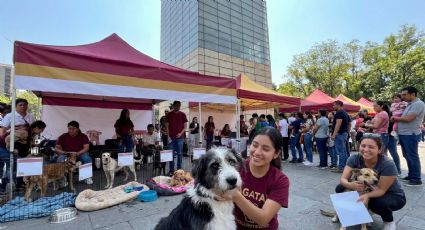 ¡Atención! El Adoptatón CDMX cambia de fecha y lugar para salvar lomitos