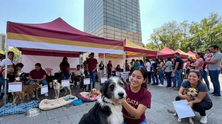 ¡Atención! El Adoptatón CDMX cambia de fecha y lugar para salvar lomitos