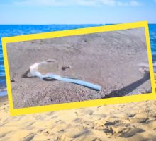 VIDEO | Dos ‘peces del fin del mundo’ aparecen varados en playa de México