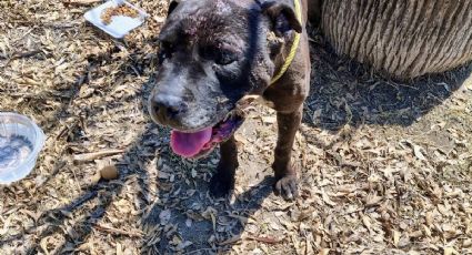 Policía de Monterrey rescata a perrito en situación de abandono en la colonia Nueva Madero