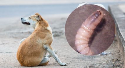 Detectan sexto caso de gusano barrenador en NL, ahora en un perro en Monterrey