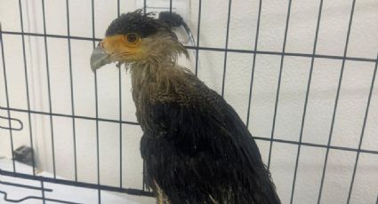 Rescatan ave silvestre en Escobedo; detienen a dos personas que la transportaban en jaula