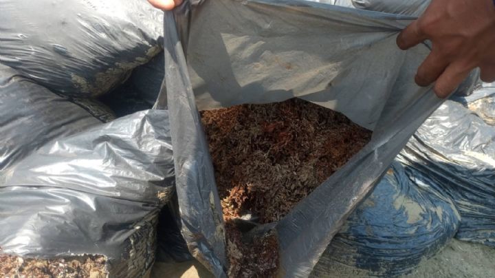 Marina aclara que bolsas halladas en playas de Veracruz no contenían hidrocarburos