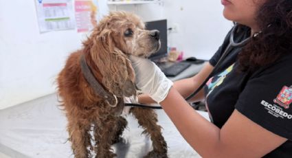 Rescatan a perrito abandonado y en riesgo de ser arrastrado en arroyo de Escobedo