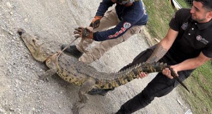Capturan cocodrilo en calles de Allende; investigan presunta posesión ilegal