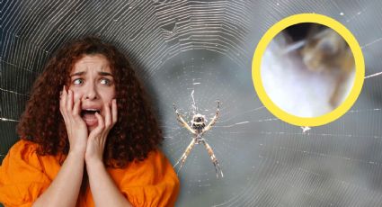 VIDEO | Mujer descubre que una araña vivió una semana dentro de su oído