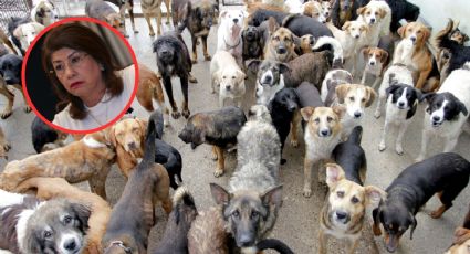Escándalo en Tecámac: Revelan que la senadora Mariela Gutiérrez ordenó el sacrificio de miles de perros