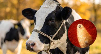 Sube a 7 casos de gusano barrenador en Nuevo León: Aramberri registra el más reciente