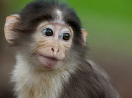 El drama de Yuji: El mono que busca a su madre en un peluche