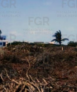 Justicia ambiental: Imponen programa de reforestación por ecocidio en Yucatán