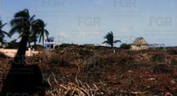 Justicia ambiental: Imponen programa de reforestación por ecocidio en Yucatán