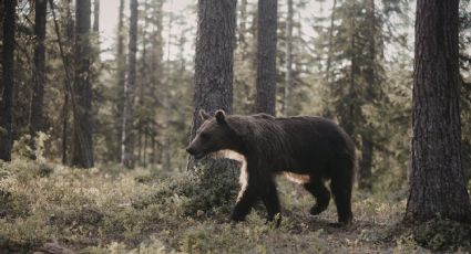 Hombre queda atrapado en trampa para osos