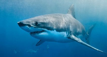 Tiburón ataca a médico en Maldivas