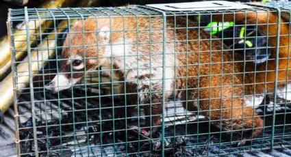 Rescatan coatí dentro del Tecnológico de Monterrey y será liberado tras valoración