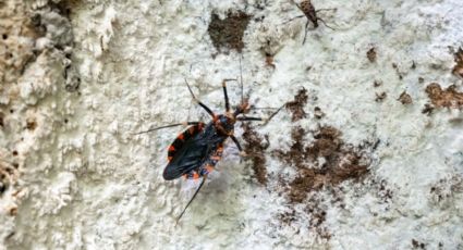 Secretaría de Salud Nuevo León alerta por chinche besucona: Así debes actuar si ves una en tu hogar