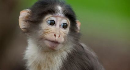 El mono que "adoptó" un peluche tras ser rechazado