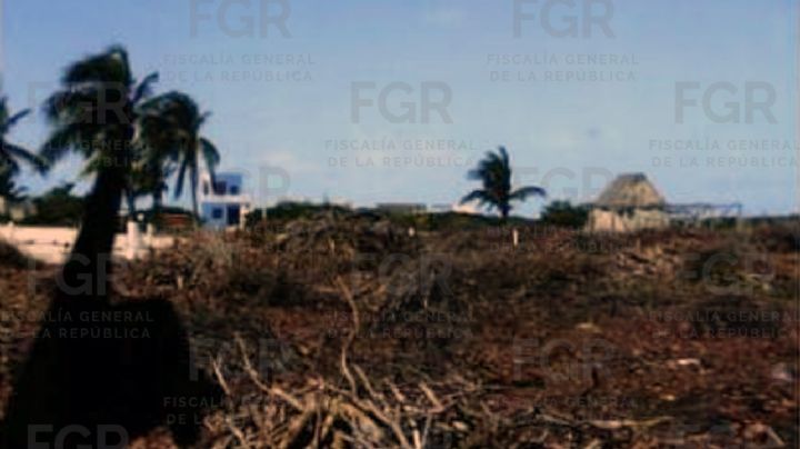 Justicia ambiental: Imponen programa de reforestación por ecocidio en Yucatán