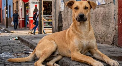 Oficializan al "perro caramelo" como ícono nacional