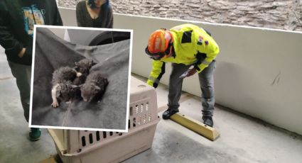 Rescatan a tres gatitos en colonia Dinastía tras hallazgo en estacionamiento