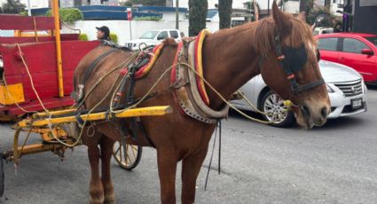 Rescatan equinos maltratados en Monterrey; suman cinco operativos en tres semanas