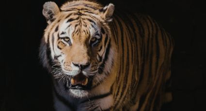 VIDEO: Tigre siembra terror en circo ruso