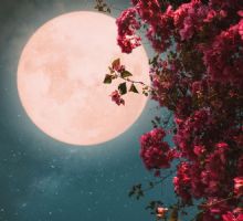 Luna Rosa 2026: Cuándo y cómo ver el primer plenilunio de primavera en México