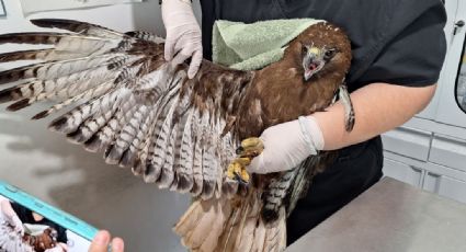 Salvan a halcón tras caer en cisterna en Escobedo; también fue rescatada su cría