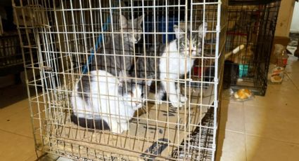 Rescatan a 13 gatos en Juárez tras denuncia por maltrato animal