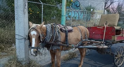 Hombre es detenido en Monterrey por presunta agresión a un caballo en la vía pública