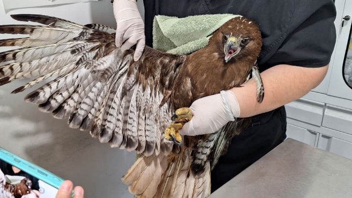 Salvan a halcón tras caer en cisterna en Escobedo; también fue rescatada su cría