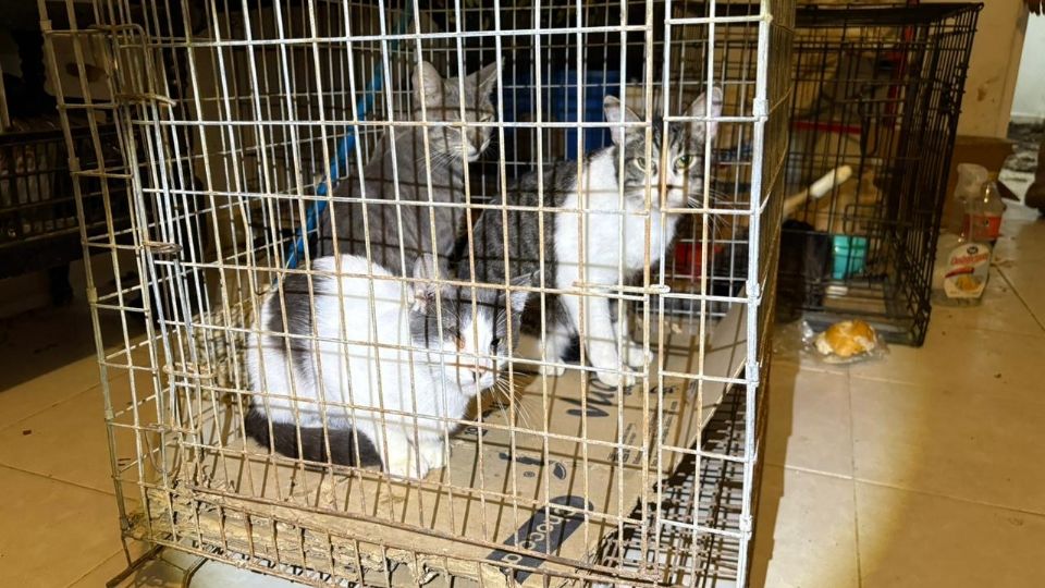 Felinos rescatados en Juárez fueron llevados a un centro estatal para su atención.