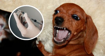 Escobedo alerta por falta de vacunas contra la rabia y pide intervención federal