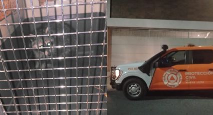 Rescatan a mapache que quedó atrapado en asador en Nuevo León