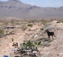 ¿Operativos clandestinos de la CIA en México?