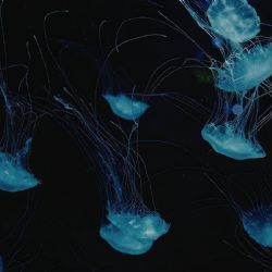 Nueva especie de medusa luna en el Golfo de México