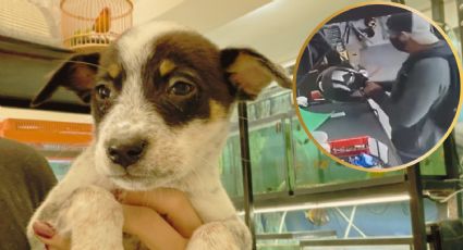 Hombre roba colecta destinada a perros y gatos sin hogar en Linares