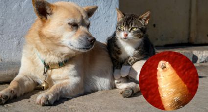 Esto debes hacer para proteger a tus mascotas del mortal gusano barrenador en Nuevo León