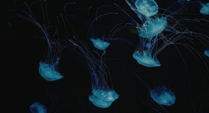 Nueva especie de medusa luna en el Golfo de México