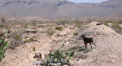 ¿Operativos clandestinos de la CIA en México?