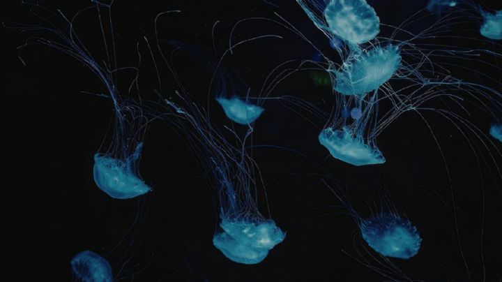 Nueva especie de medusa luna en el Golfo de México