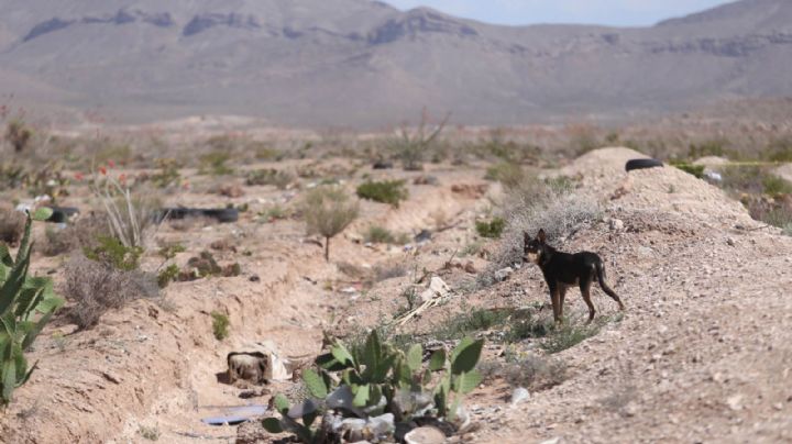 ¿Operativos clandestinos de la CIA en México?