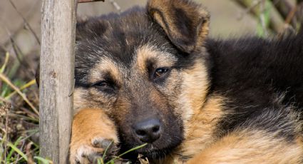 Desgarrador video: Perrito es abandonado en CDMX