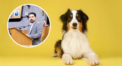 Nuevo León busca reconocer a mascotas en divorcios con custodia y manutención