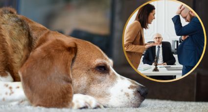 Proponen reconocer a mascotas como parte de la familia en divorcios en Nuevo León