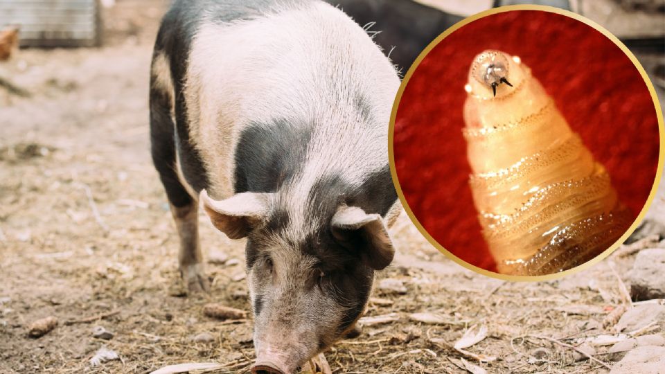 Autoridades sanitarias mantienen vigilancia ante el incremento de casos de gusano barrenador en distintas especies animales en Nuevo León.