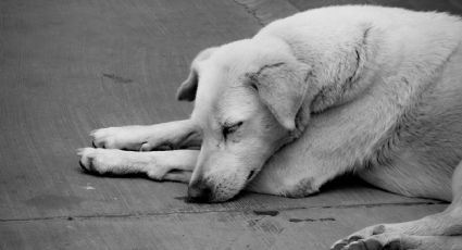 Detienen a hombre por presunto maltrato animal en Santa Catarina; vecinos denuncian antecedentes