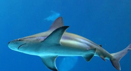 El espeluznante video de un tiburón acechando a un surfista