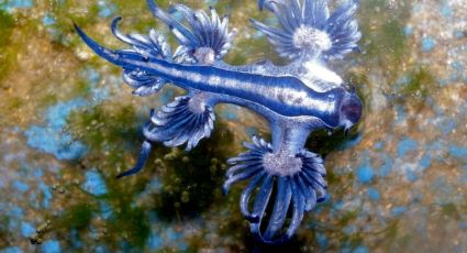 Protección Civil activa alerta por presencia de "dragón azul" en costas de Michoacán