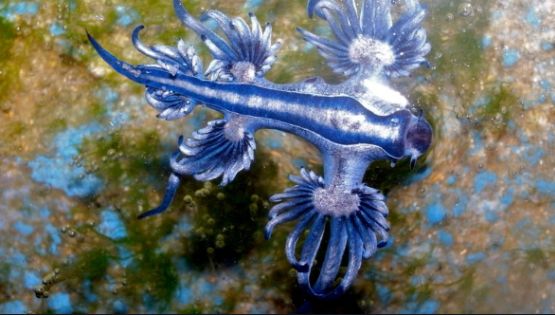 Protección Civil activa alerta por presencia de "dragón azul" en costas de Michoacán